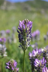 Astragalus austrosibiricus