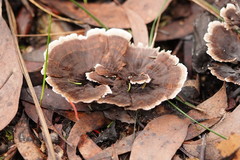 Hydnellum auratile
