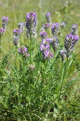 Astragalus austrosibiricus