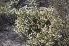 Erica subdivaricata
