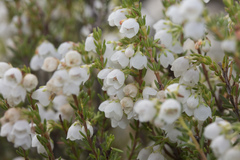 Erica subdivaricata