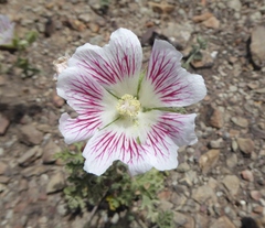 Anisodontea