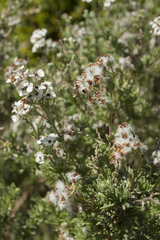 Erica subdivaricata