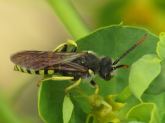 Nomada succincta