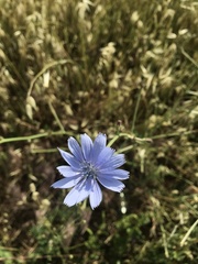 Cichorium intybus