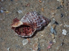 Dulcerana granularis