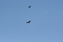Nisaetus nipalensis