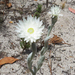 Argentipallium blandowskianum - Photo (c) Wayne Martin, μερικά δικαιώματα διατηρούνται (CC BY-NC), uploaded by Wayne Martin