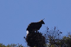 Nisaetus nipalensis