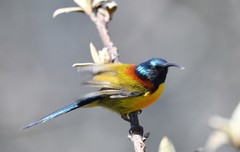 Aethopyga nipalensis