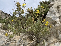 Cistus atriplicifolius