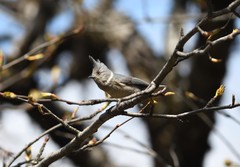 Lophophanes dichrous