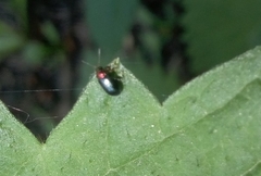 Gastrophysa polygoni