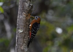 Dendrocopos hyperythrus