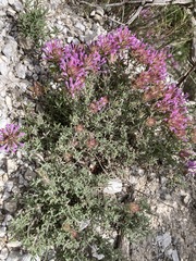Thymus longiflorus