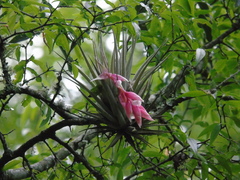 Tillandsia recurvifolia