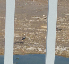 Charadrius alexandrinus