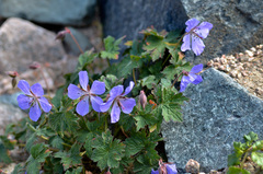 Geranium saxatile
