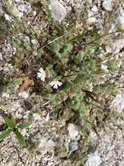 Chaenorhinum