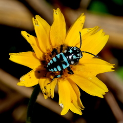 Thyreus himalayensis
