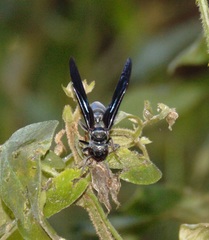 Synoeca