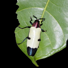 Chrysochroa