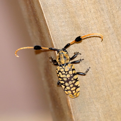 Aristobia approximator