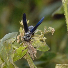 Synoeca