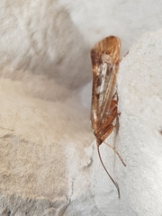 Limnephilus marmoratus