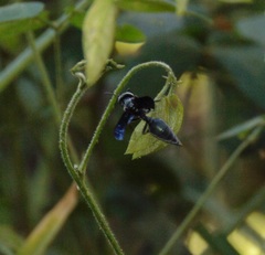 Synoeca