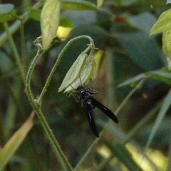 Synoeca