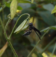 Synoeca