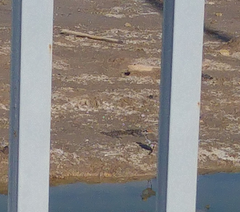 Charadrius alexandrinus