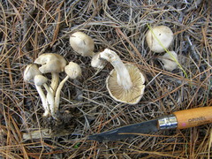 Inocybe sindonia