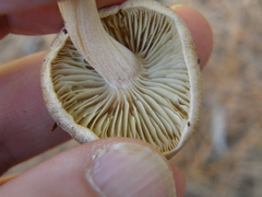 Inocybe sindonia