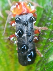 Cantharis pellucida
