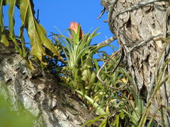 Aechmea recurvata