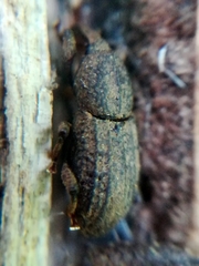 Mitoplinthus caliginosus