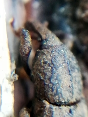 Mitoplinthus caliginosus