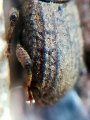 Mitoplinthus caliginosus