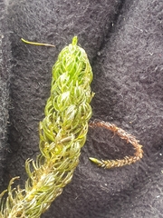 Myriophyllum triphyllum