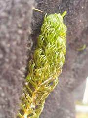 Myriophyllum triphyllum