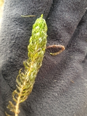 Myriophyllum triphyllum