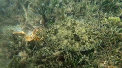 Pseudorhombus jenynsii