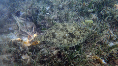 Pseudorhombus jenynsii