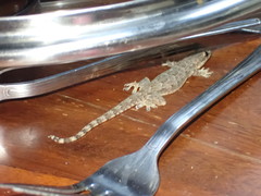 Hemidactylus platyurus