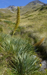 Aciphylla scott-thomsonii