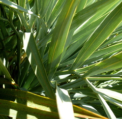 Aciphylla scott-thomsonii