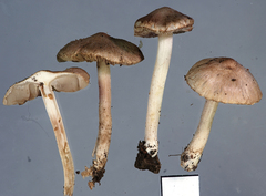 Inocybe sindonia