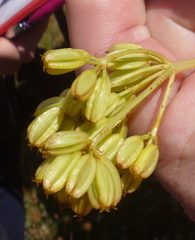 Aciphylla scott-thomsonii